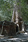 Ta Prohm temple - silk-cotton trees rising over the ruins